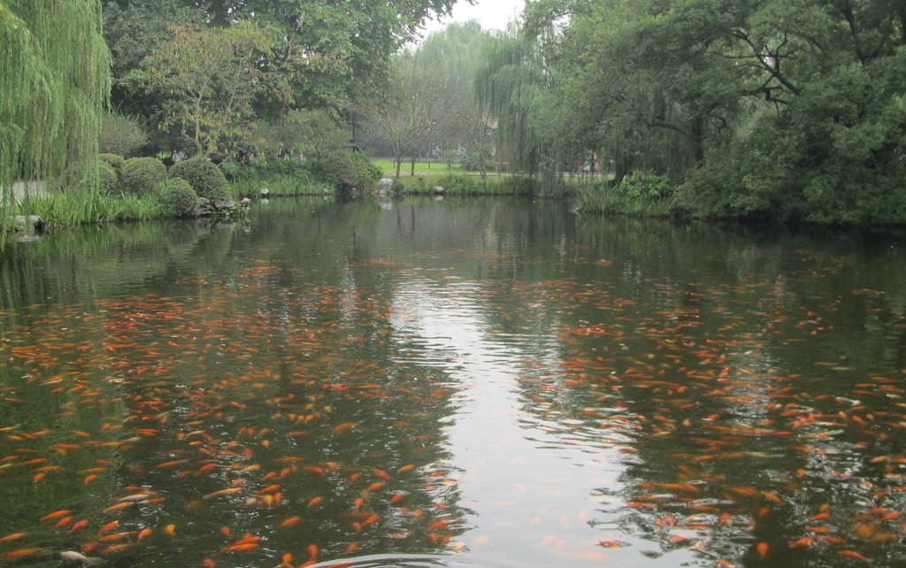 美丽风光花港观鱼