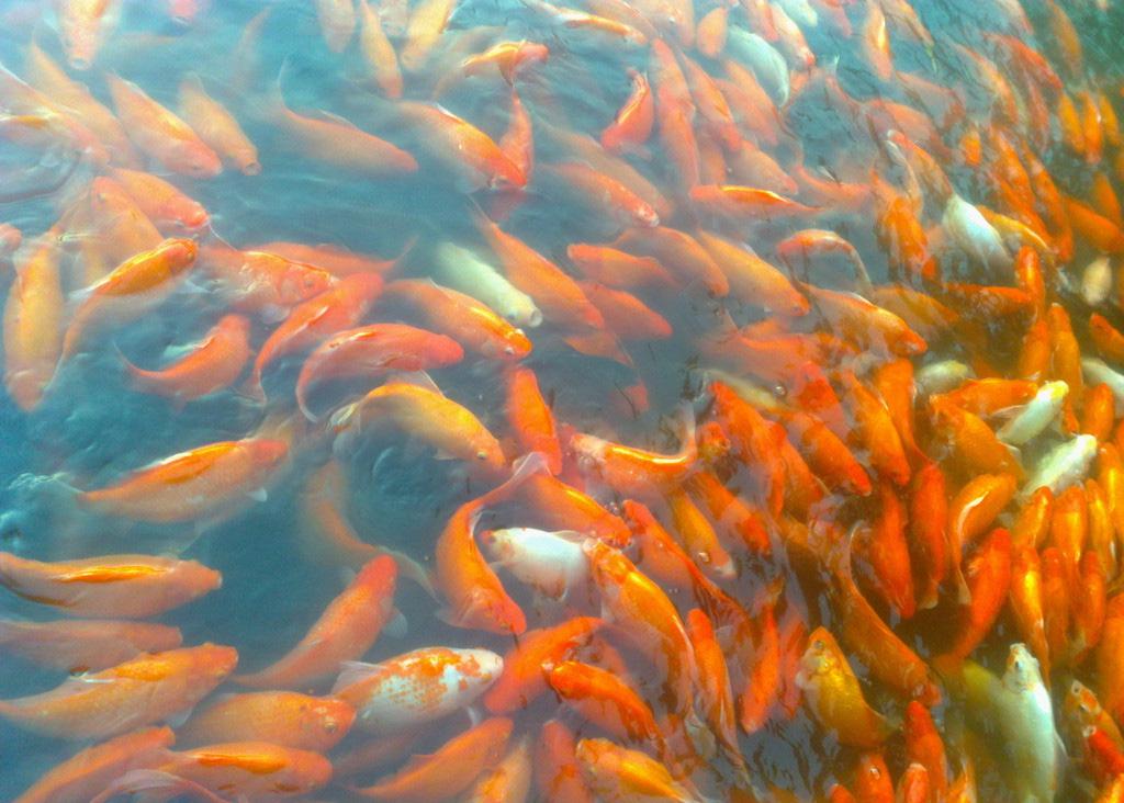 美丽风光花港观鱼