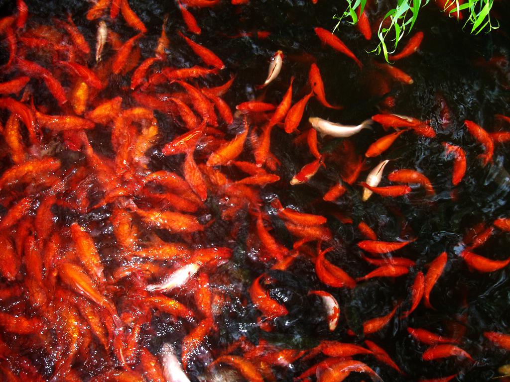 杭州花港观鱼公园