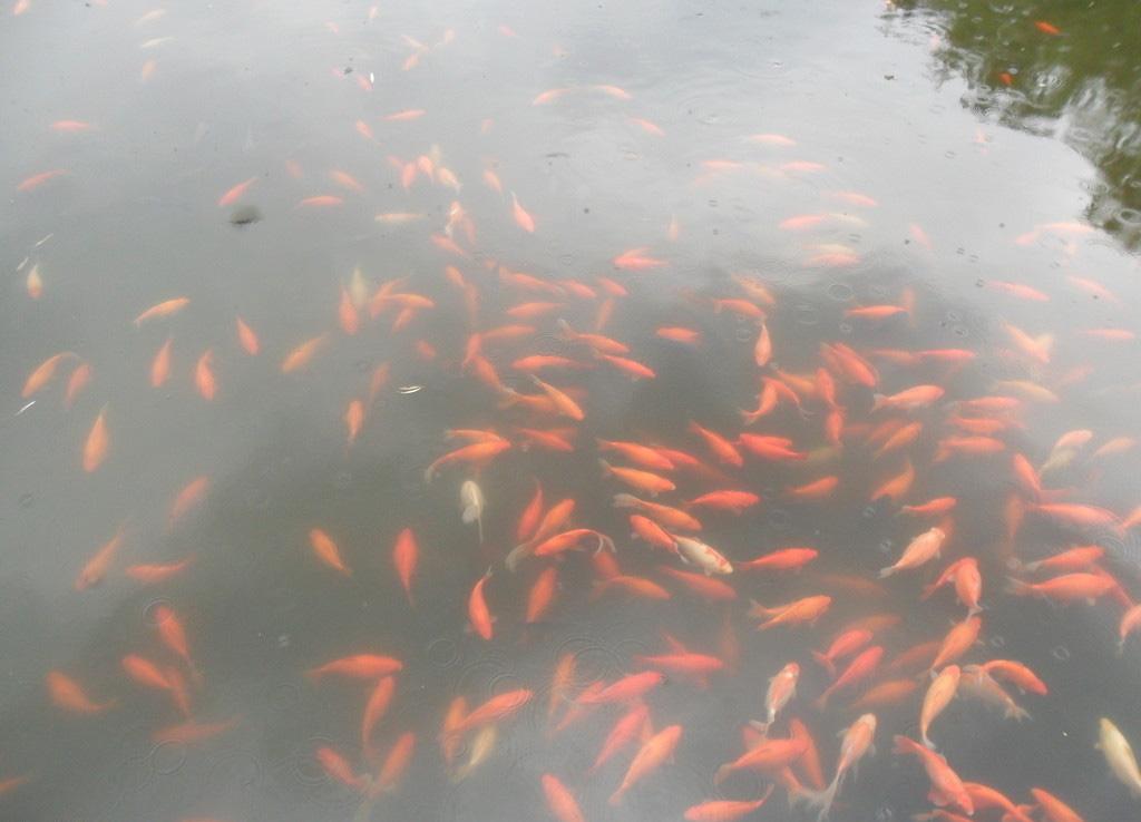 西湖十景花港观鱼