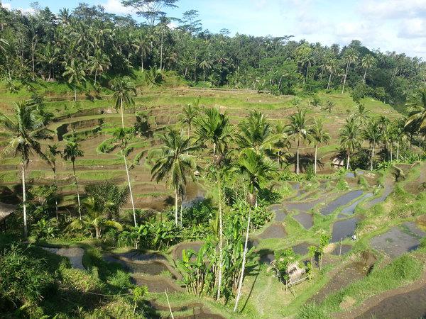 巴厘岛德格拉朗梯田田园风光