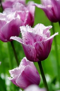 优美紫色花卉-2