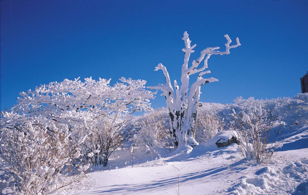济州岛汉拿山雪景