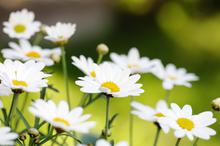 清新唯美自然花卉