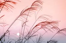 风中摇曳的芦苇