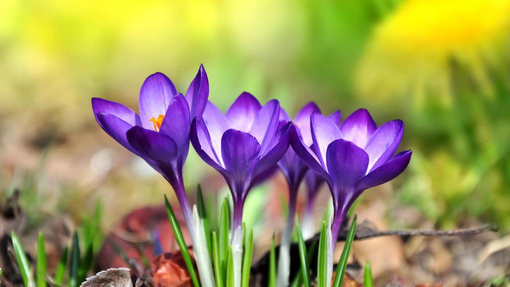 淡雅美丽番红花