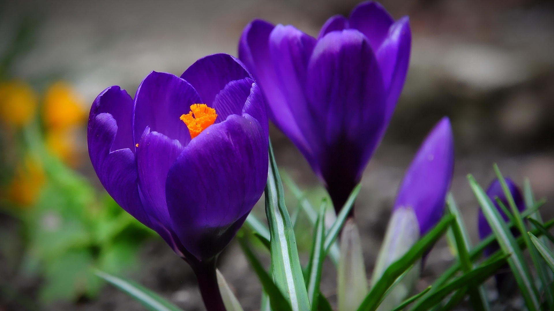 淡雅美丽番红花