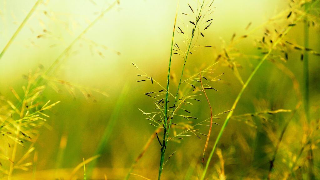 绿色清新护眼美景