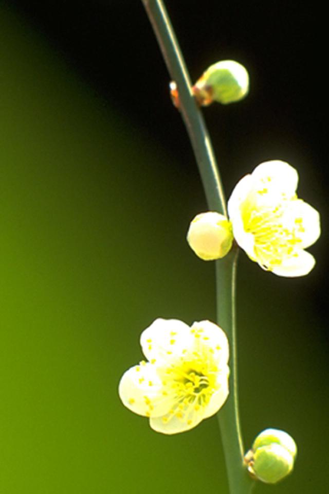 lomo小清新护眼植物