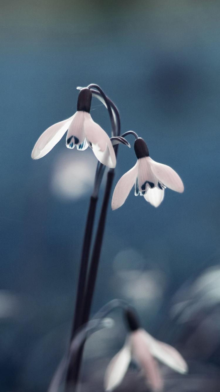 铃兰花开的季节