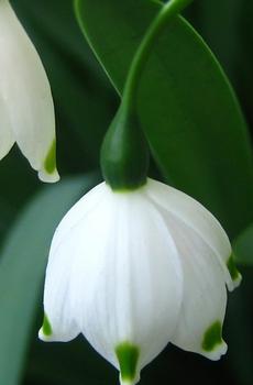 铃兰花开的季节