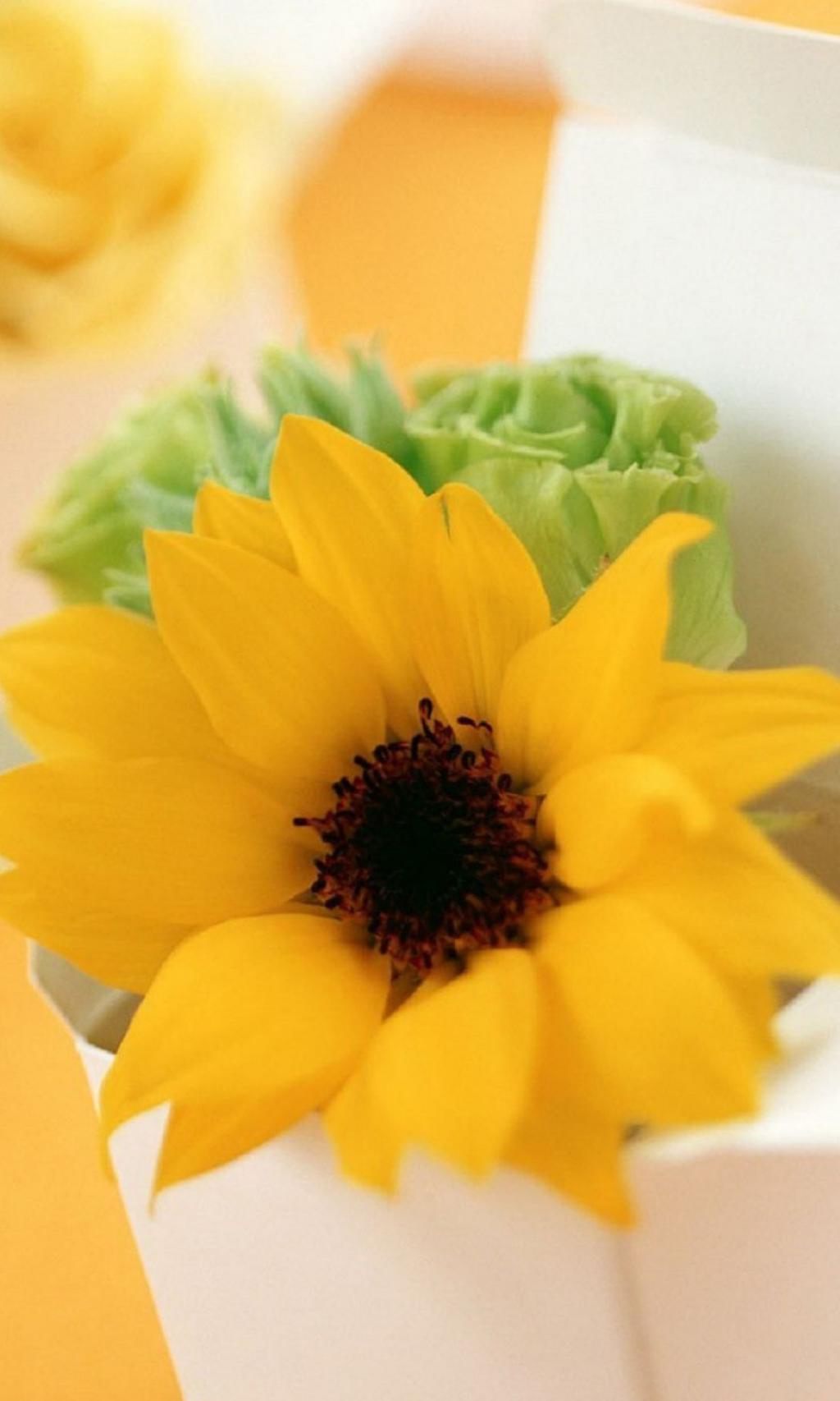 清新灿烂盛开的花儿