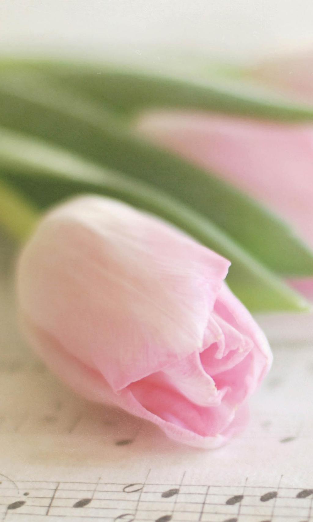 清新灿烂盛开的花儿