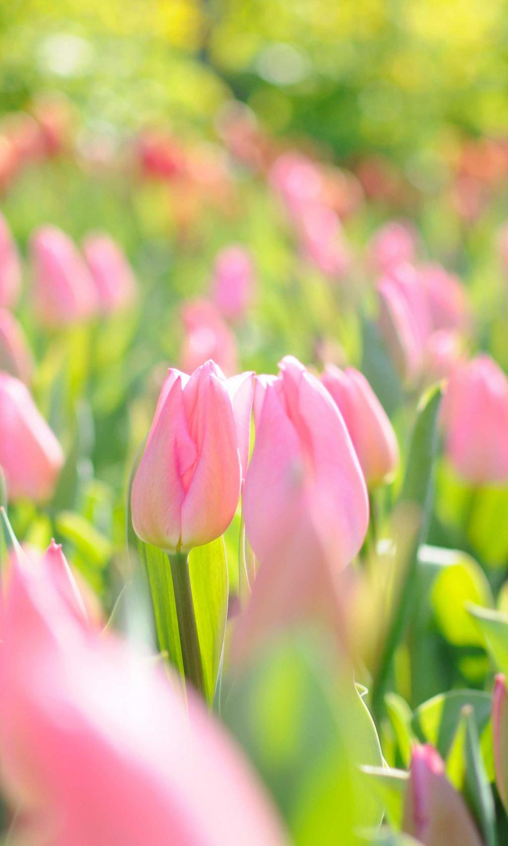 清新灿烂盛开的花儿