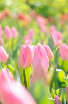 清新灿烂盛开的花儿-3