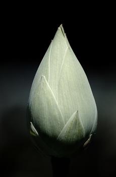 清新唯美花卉-4