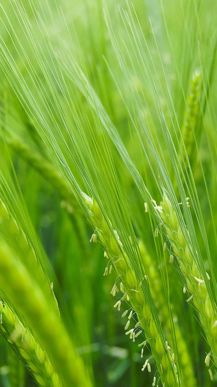 清新养眼绿色叶子