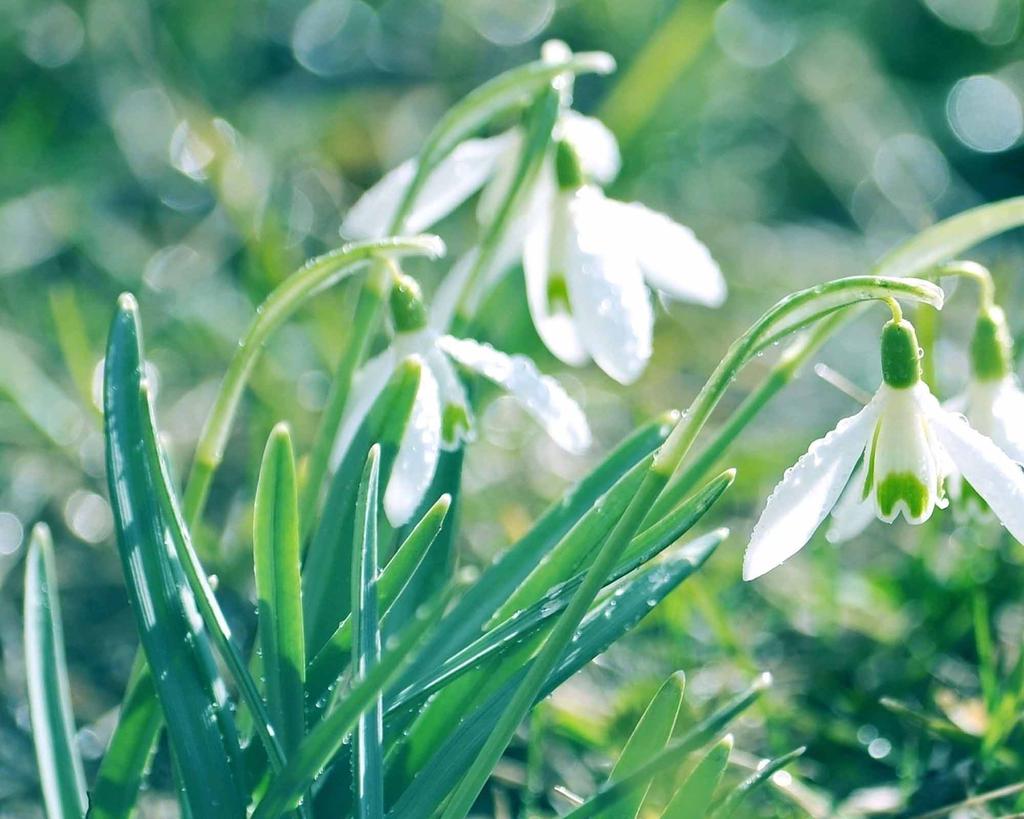 风中摇曳美丽的雪滴花