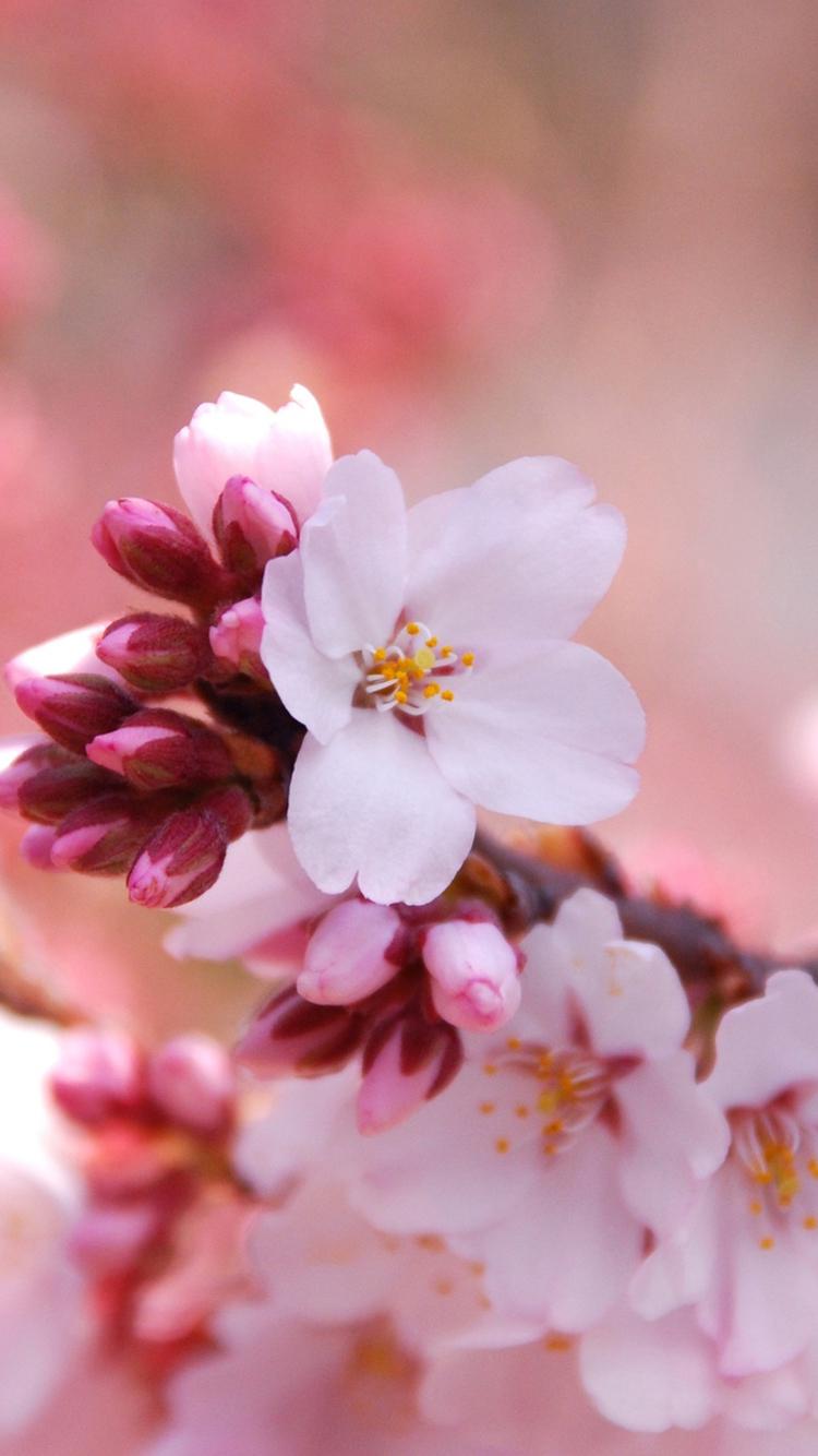  娇艳多姿的花儿