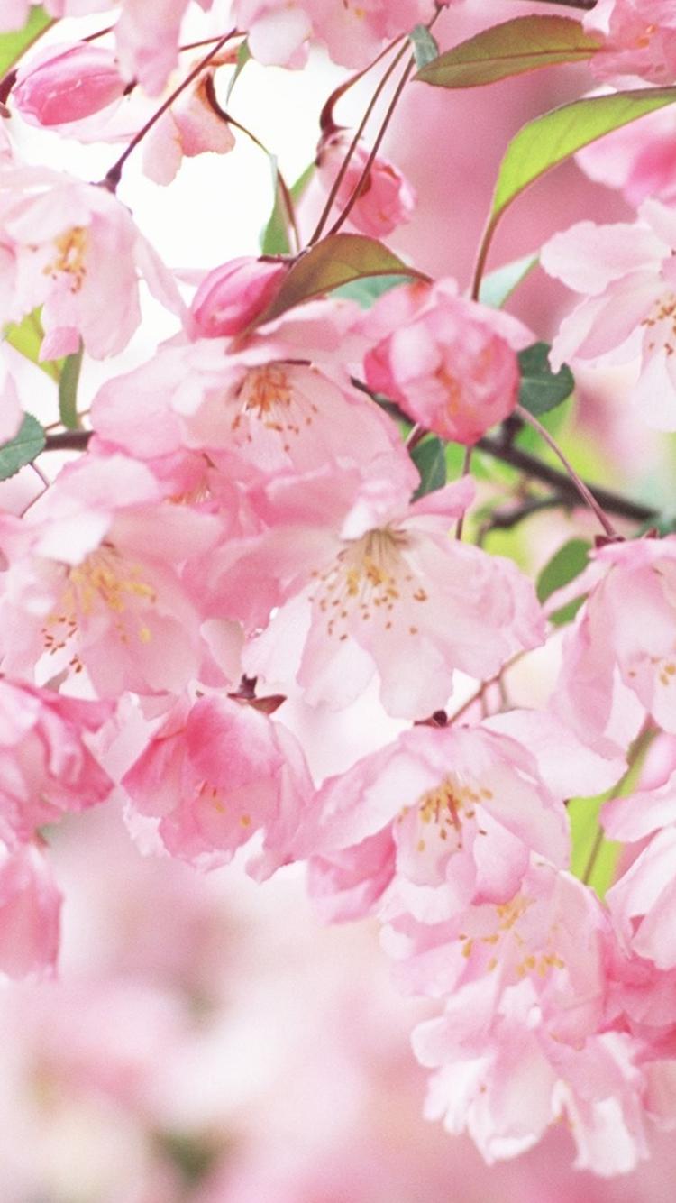  娇艳多姿的花儿