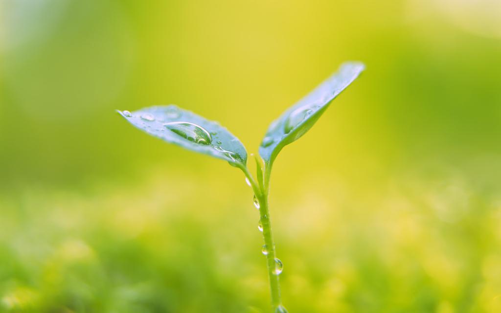 小清新养眼绿叶