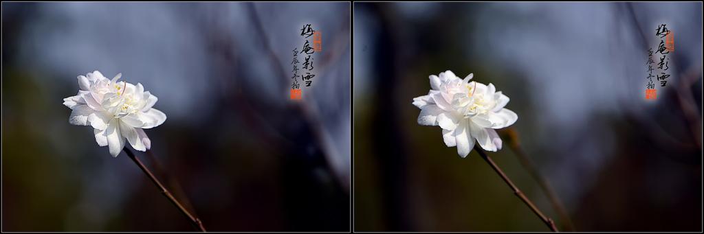 淡雅梅花左右格式3d图赏