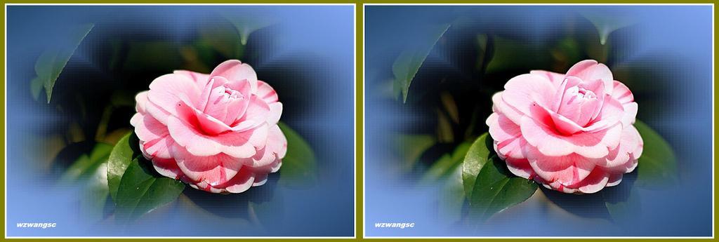 千姿百态的左右3D茶花