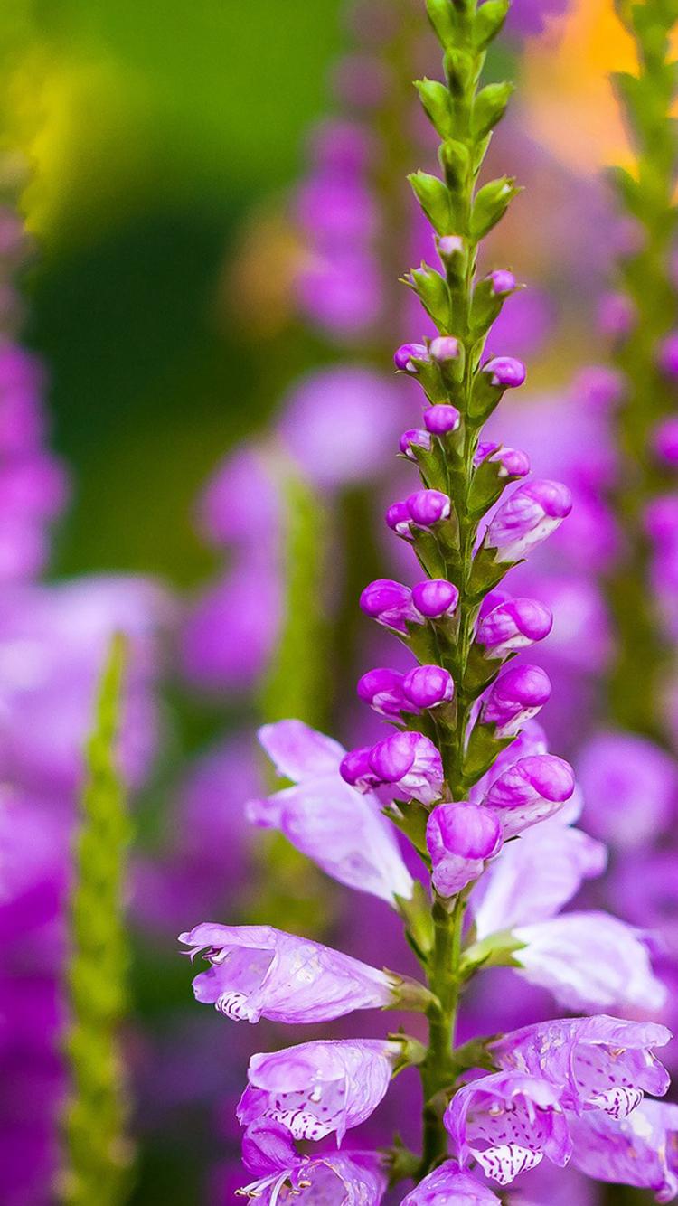 唯美意境清新花草