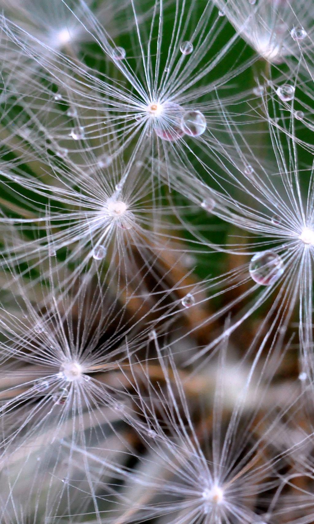 蒲公英的眼泪