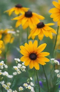 唯美雏菊特写-1