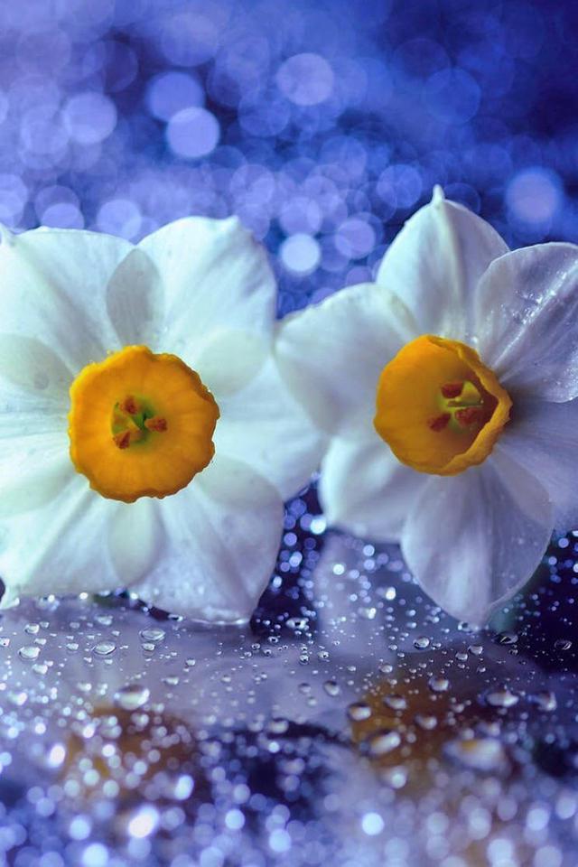 唯美紫蓝色鲜花