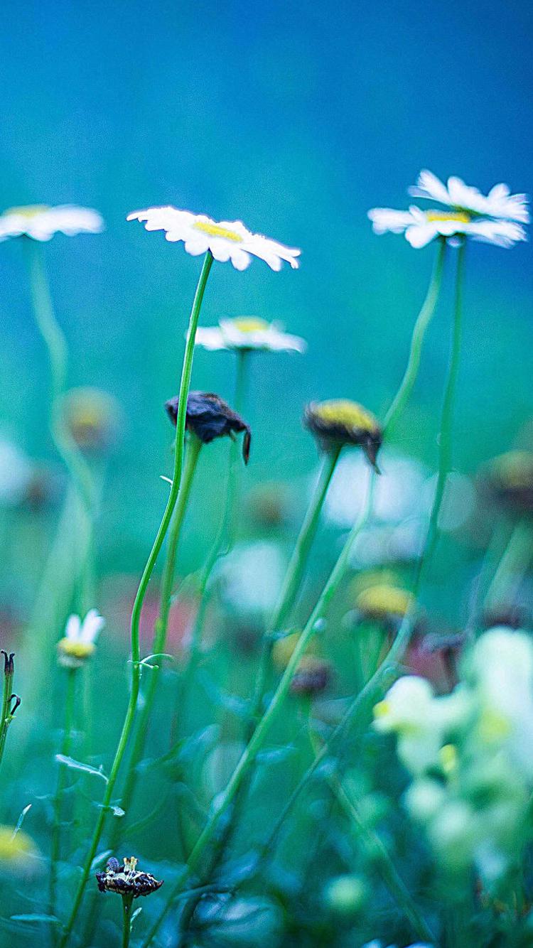 沉浸花海烂漫处