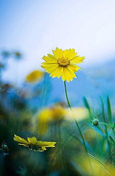 沉浸花海烂漫处-4