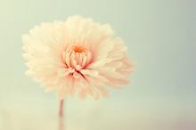 唯美清新意境花儿