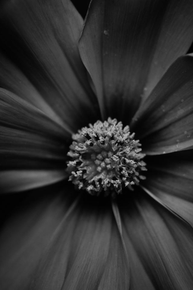 花卉植物黑白系