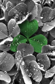 花卉植物黑白系-2