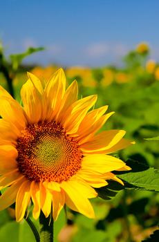 阳光下的向日葵