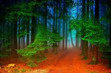 云雾缭绕的森林