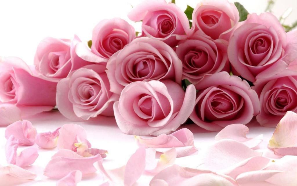甜蜜粉色玫瑰,高清图片,电脑桌面-壁纸族