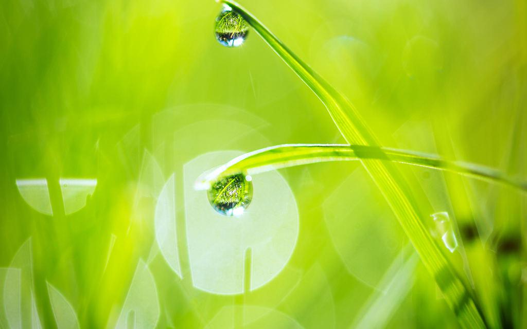 植物上晶莹的露珠