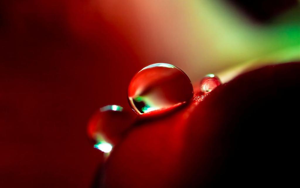 植物上晶莹的露珠