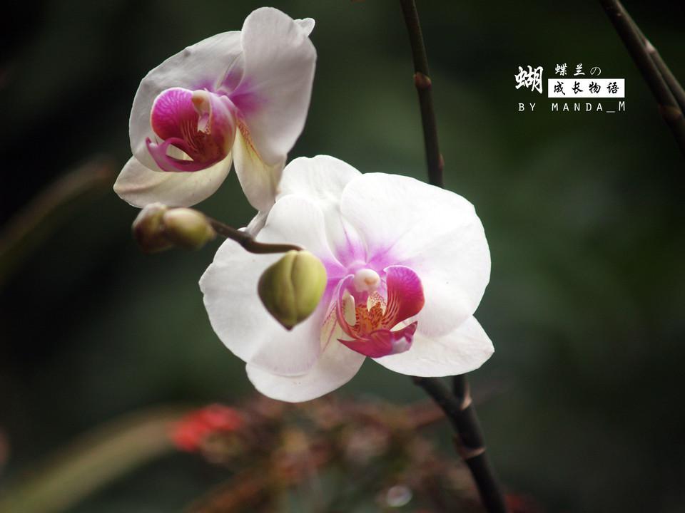 蝴蝶兰成长物语