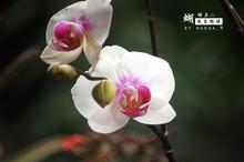 蝴蝶兰成长物语