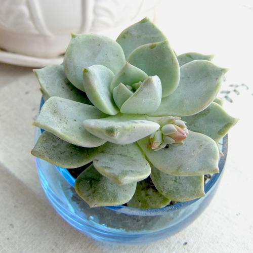 肉肉植物盆景特写