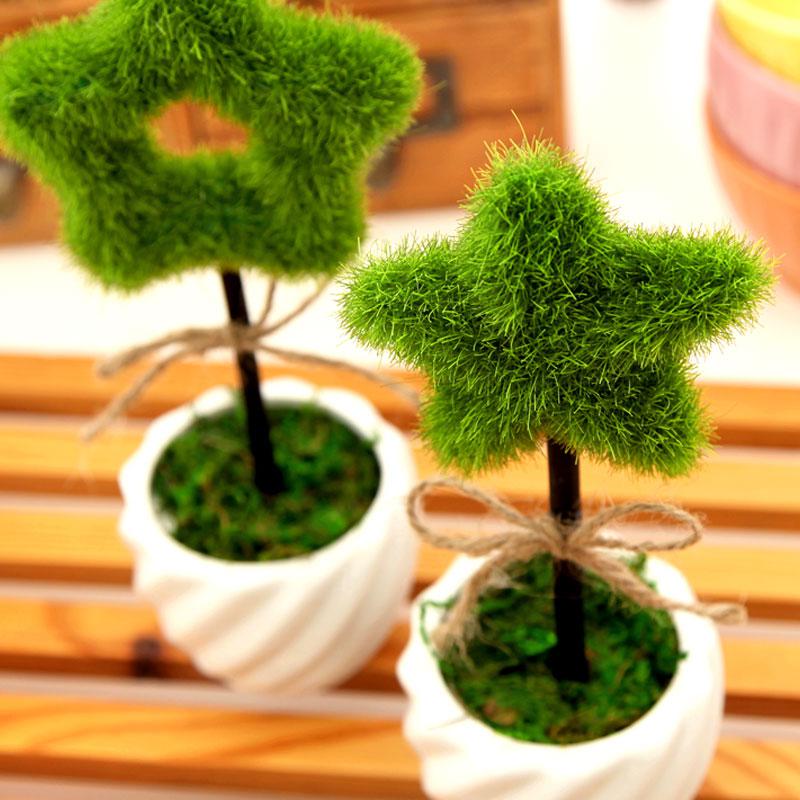 室内绿色植物美图