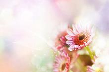 精美花卉ppt图片