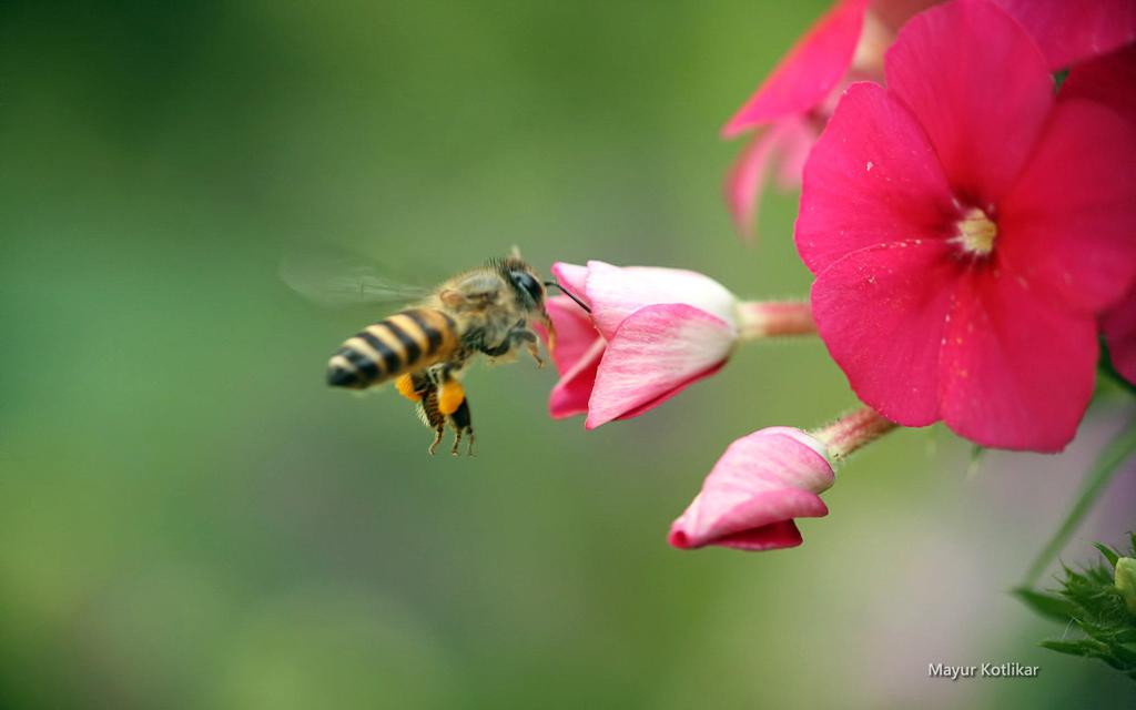 win7清新主题蜜蜂