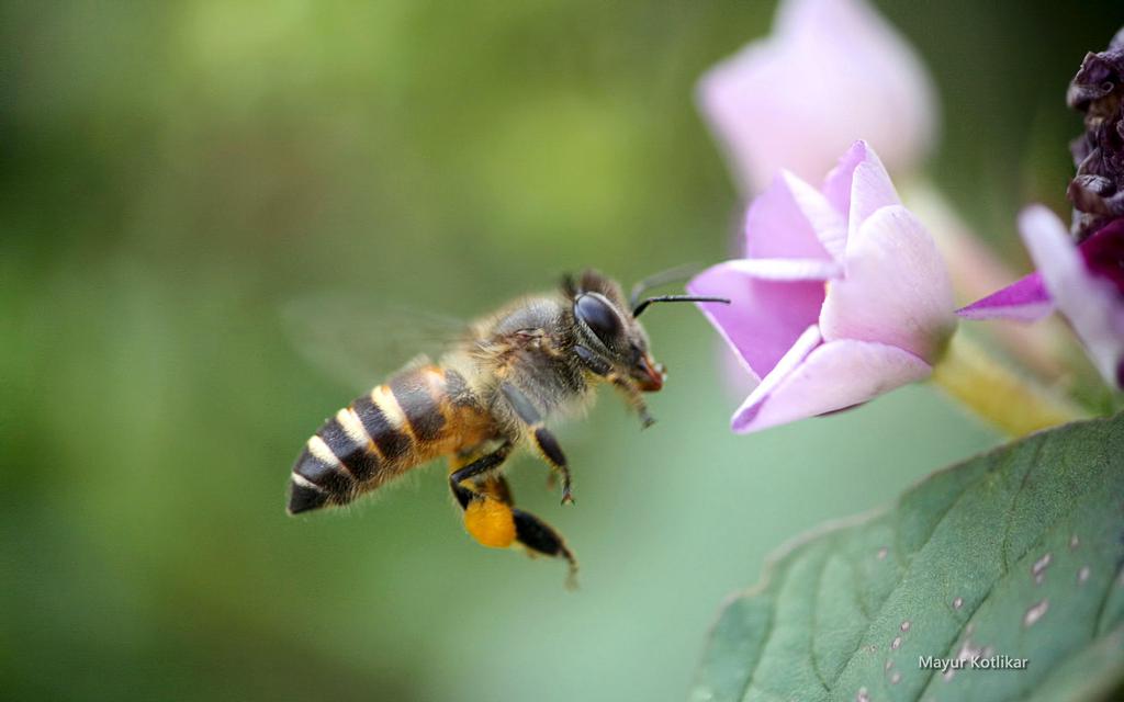 win7清新主题蜜蜂