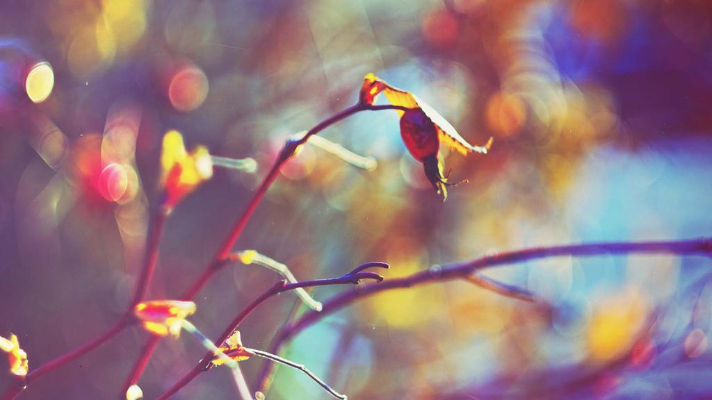 win8唯美梦幻花草