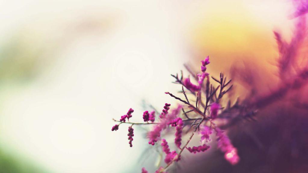 win8唯美梦幻花草